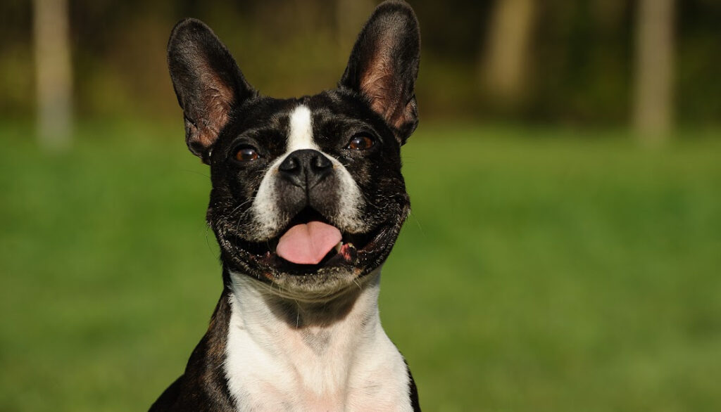 Boston Terrier