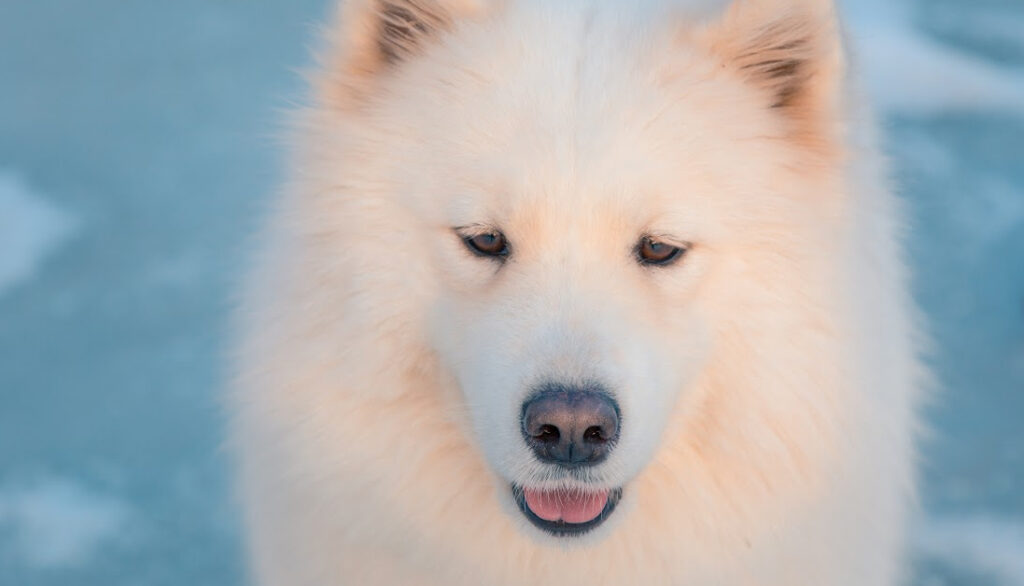 eskimo dog