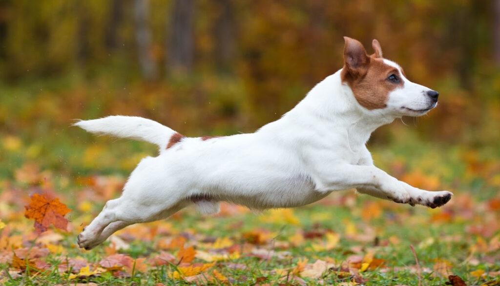 jack-russel terrier