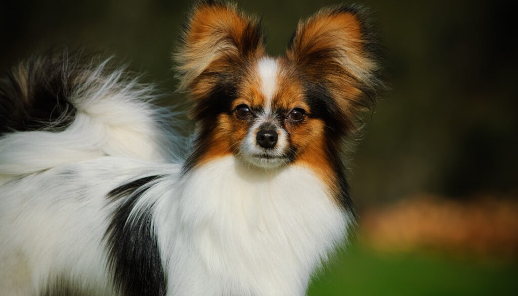 papillon