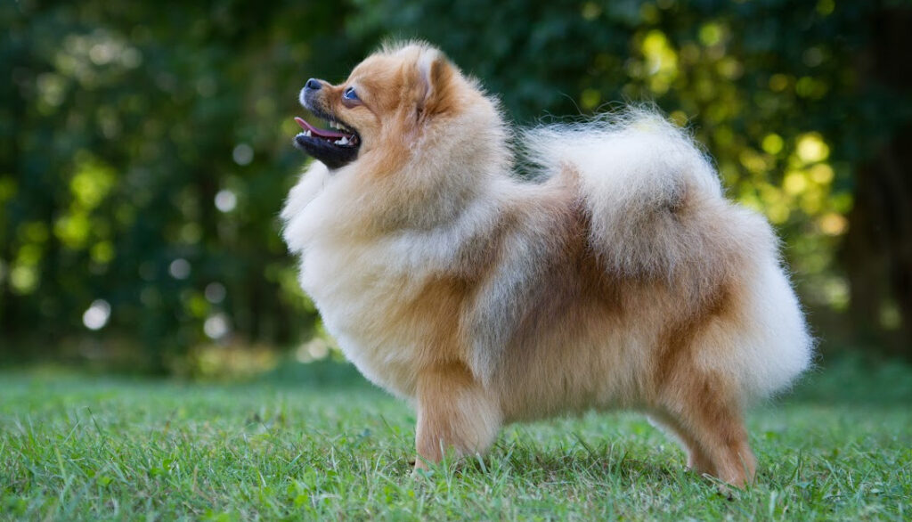 pomeranian with curly tail