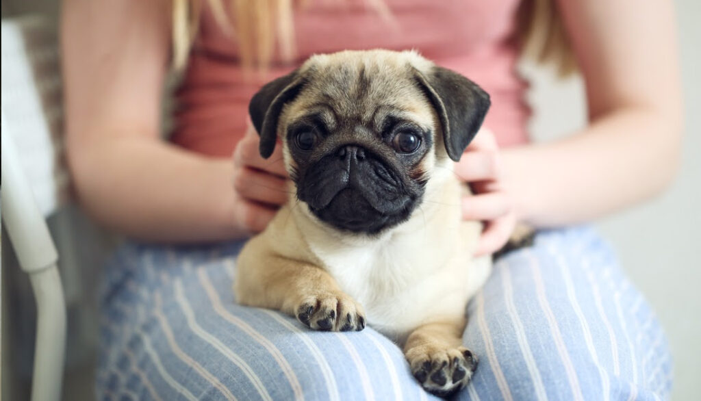 pug