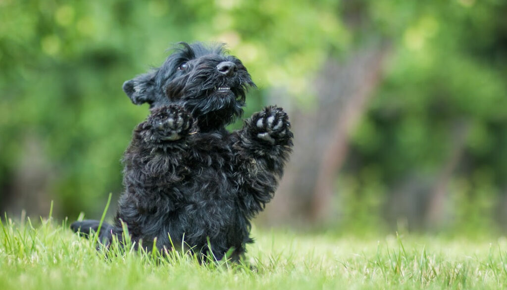 scottish terrier
