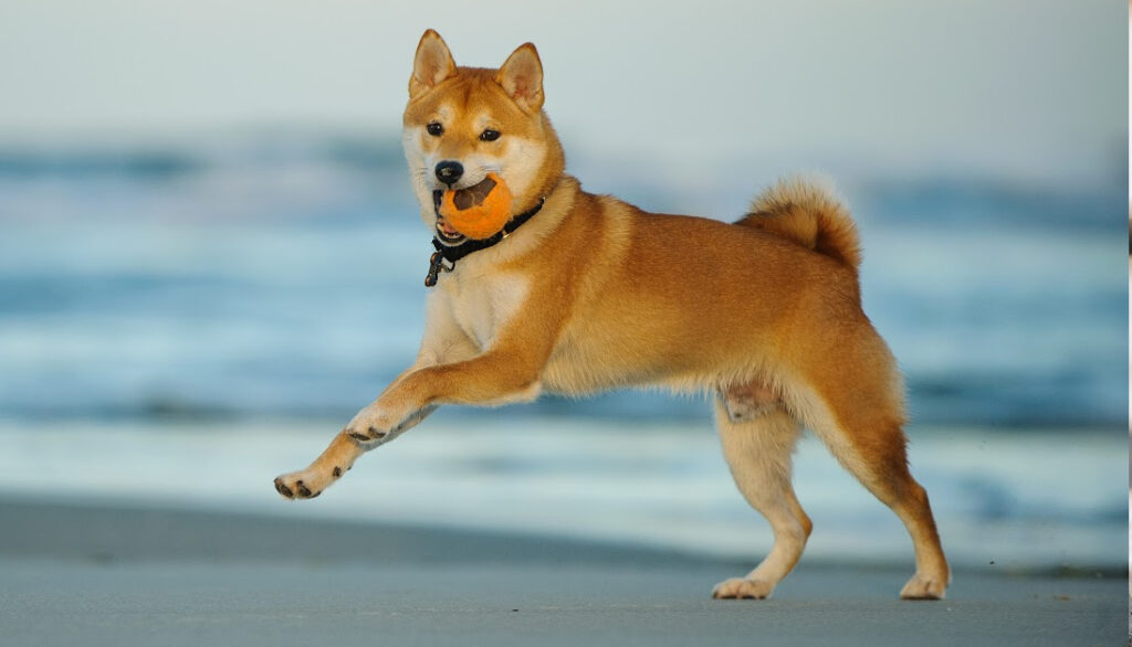 shiba-inu