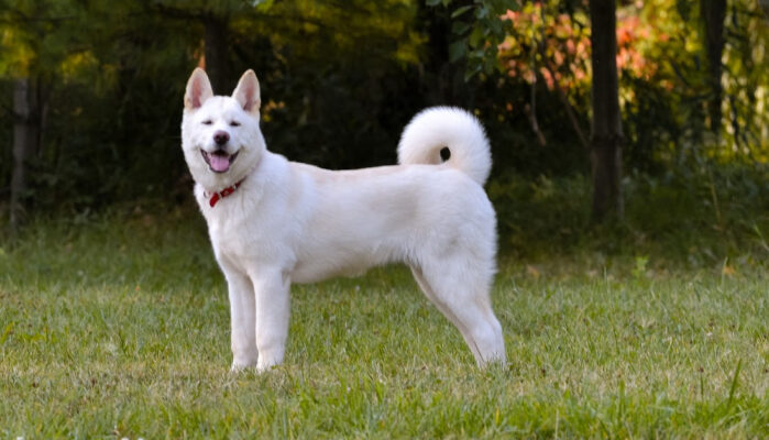 Dog Breeds with Sickle Tails: Uncovering the Charm of Curved-Tail Canines