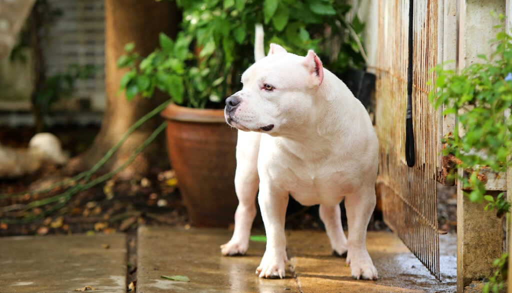 white pitbull breed