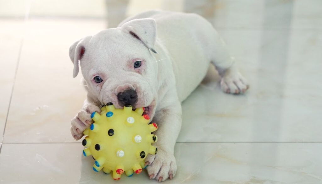 white pitbull puppy