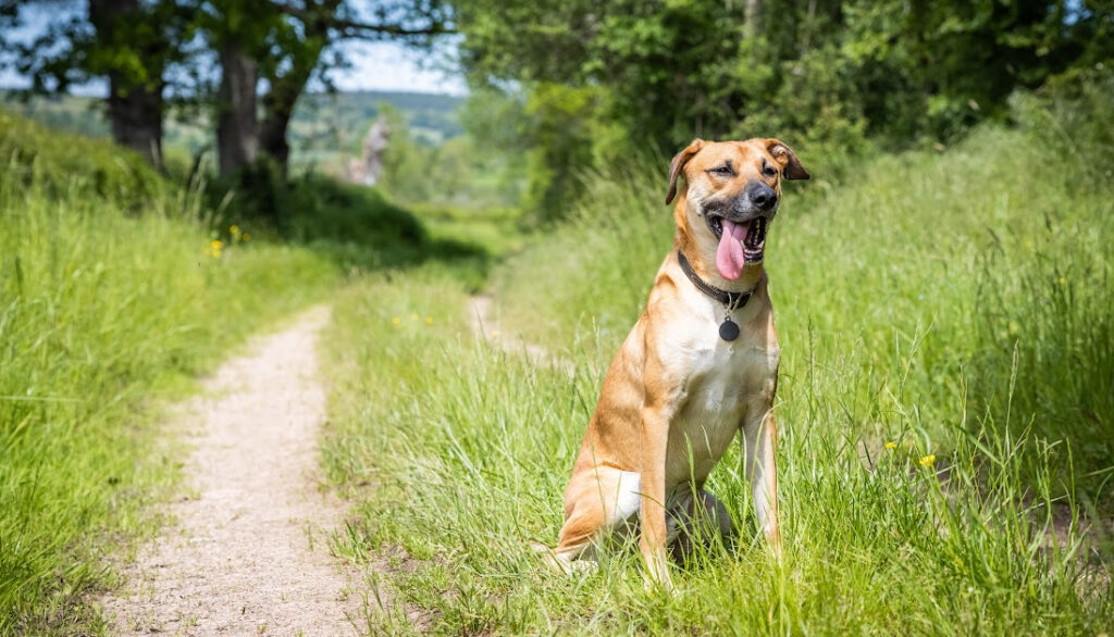 black mouth cur