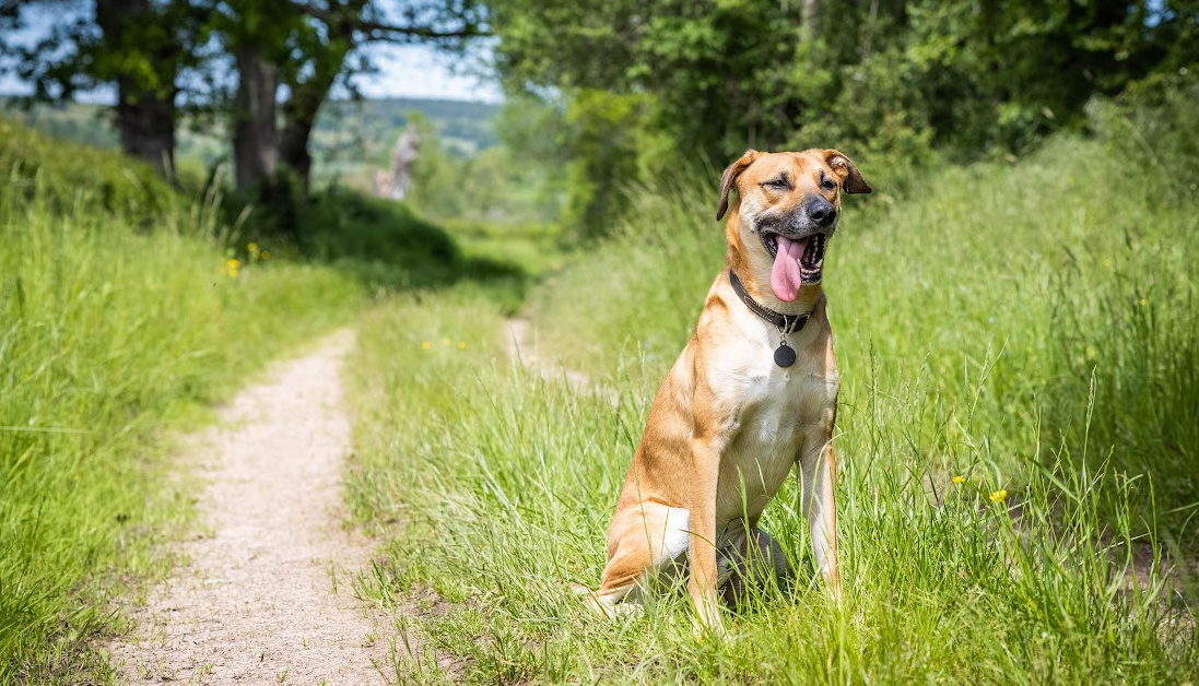 Coyote Hunting Dog Breeds: Top Canines For Tracking And Trailing Coyotes